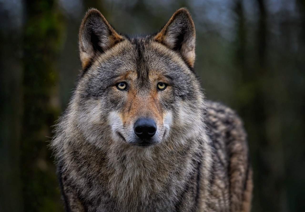 Wolf وحشی