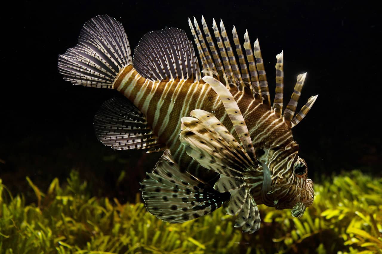 تصویر Fish