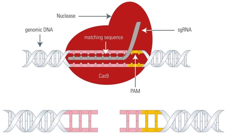 ویرایش ژن با CRISPR