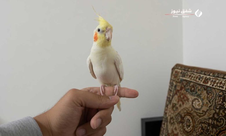 عروس هلندی سخنگو