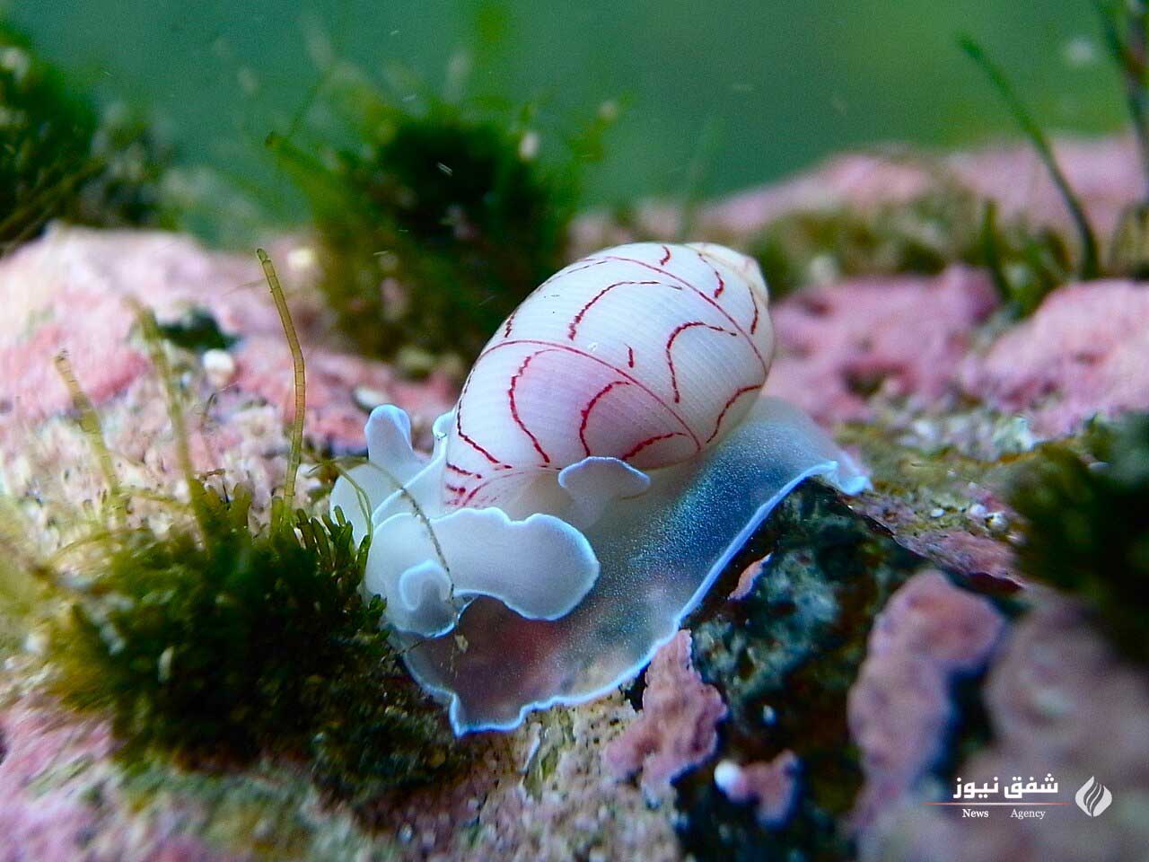 عکس Bubble Snail