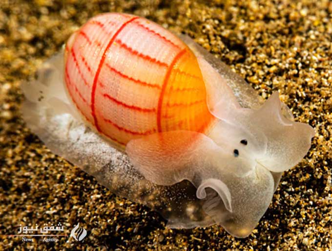 گونه Bullina lineata