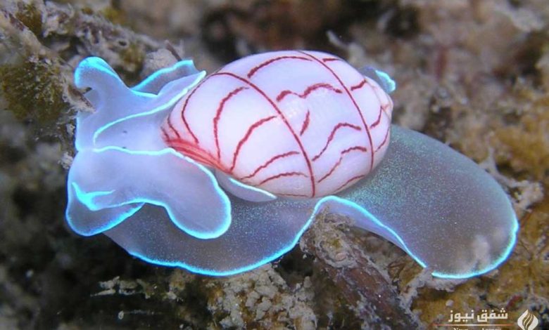 حلزون حبابی Bubble Snail