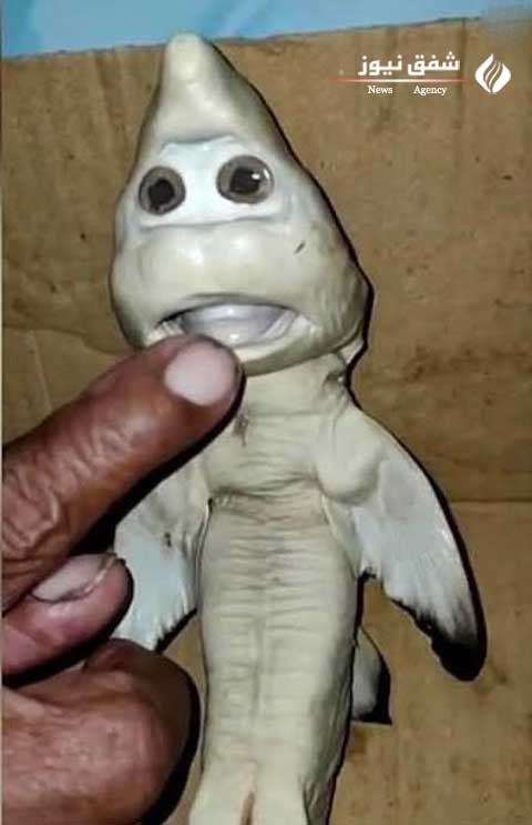 عکس بچه کوسه گابلین
