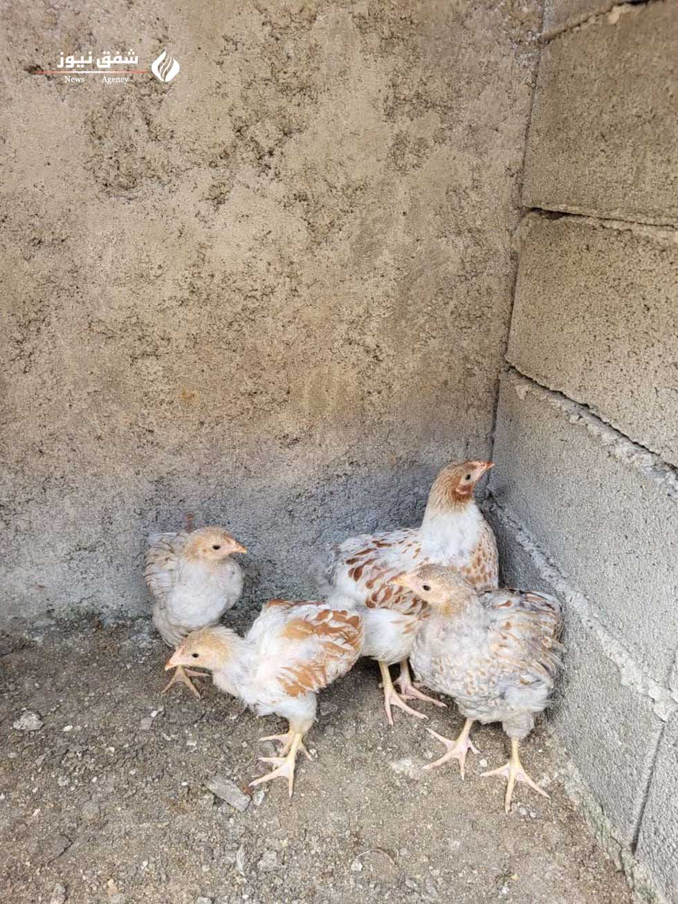 جوجه ویاندوت