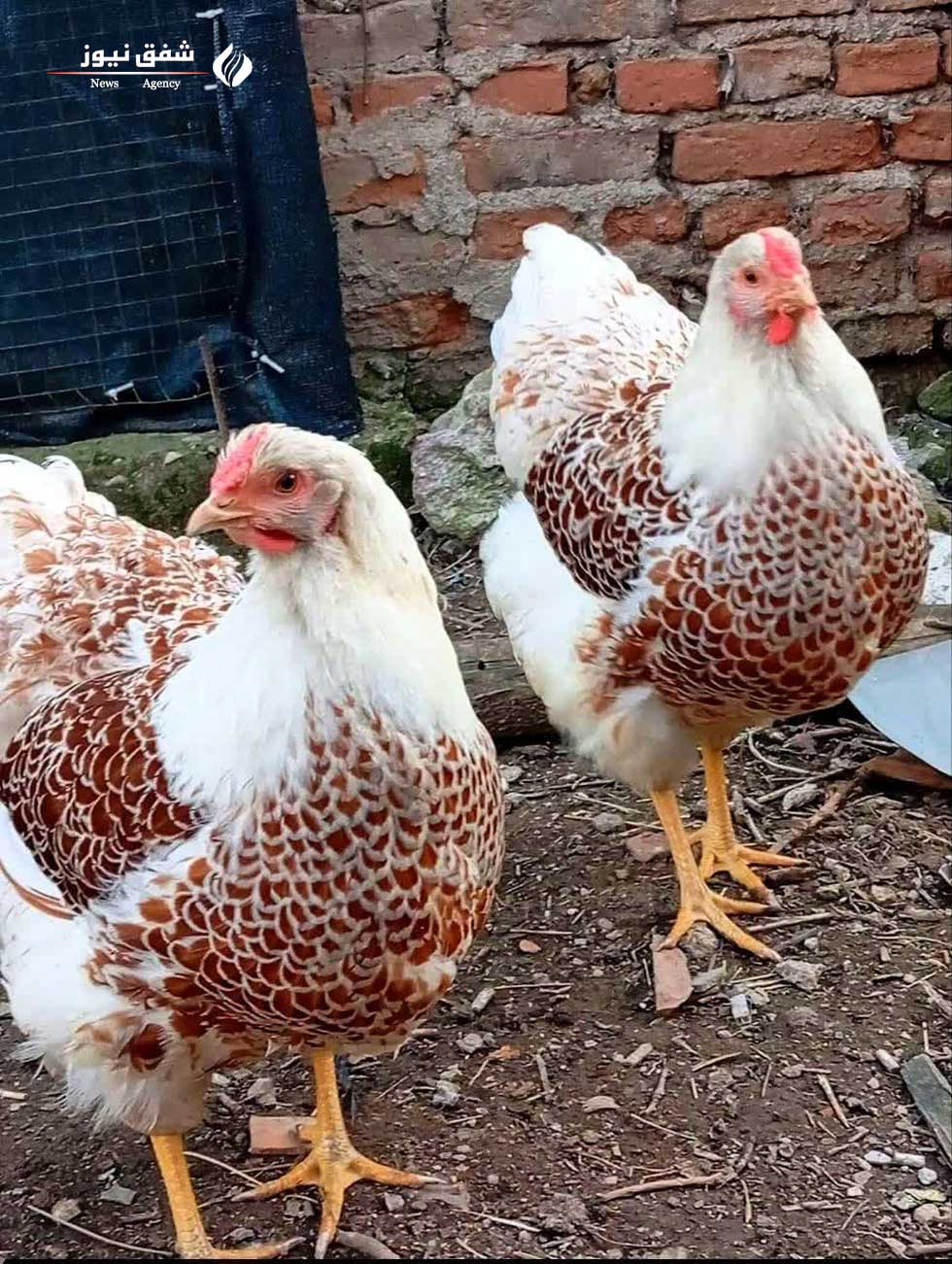 عکس Orange Wyandotte chicken