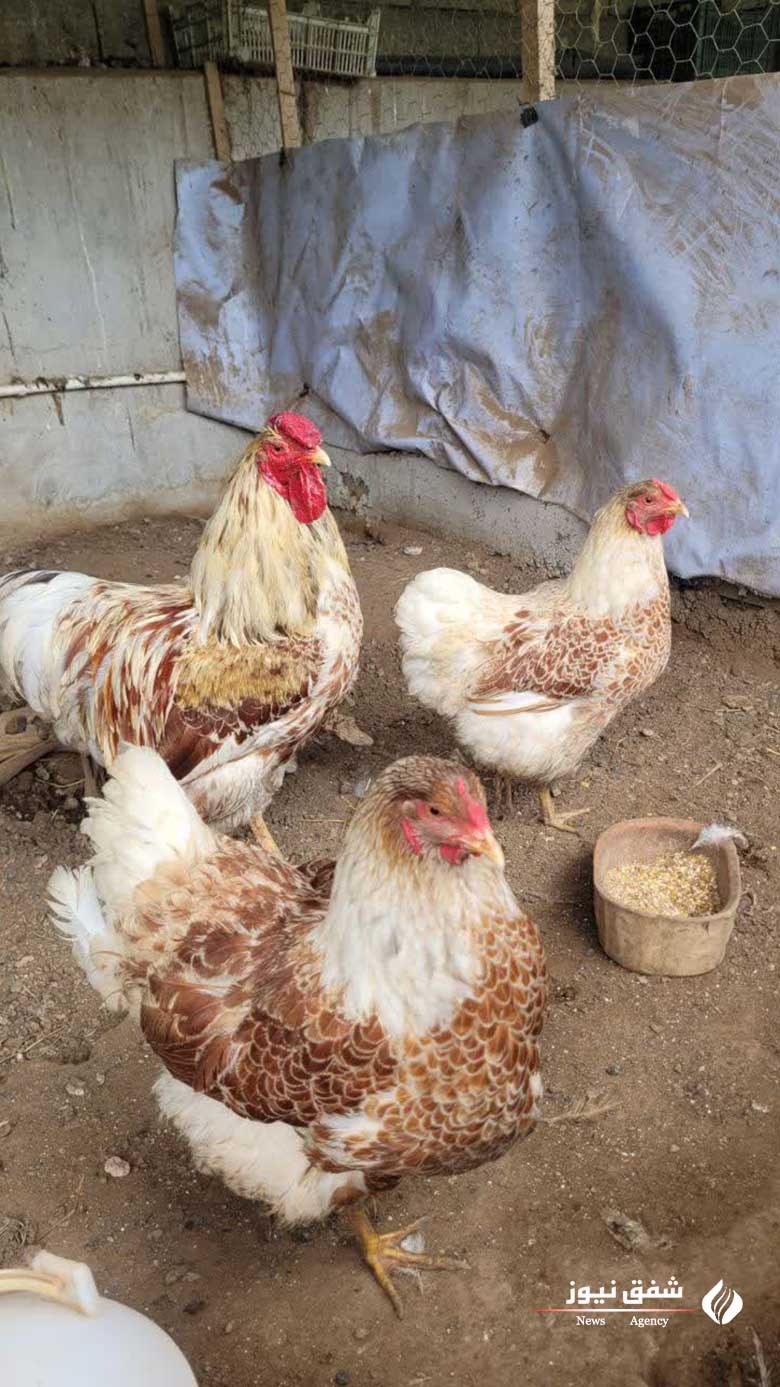 مرغ ویاندوت