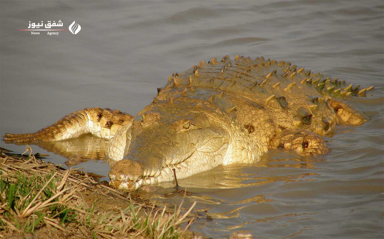 عکس Orinoco crocodile
