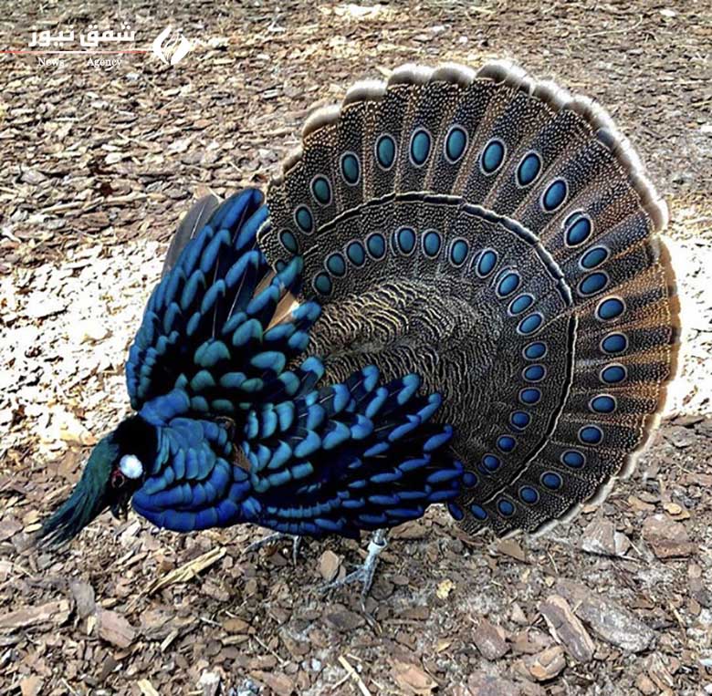 نرهای این گونه