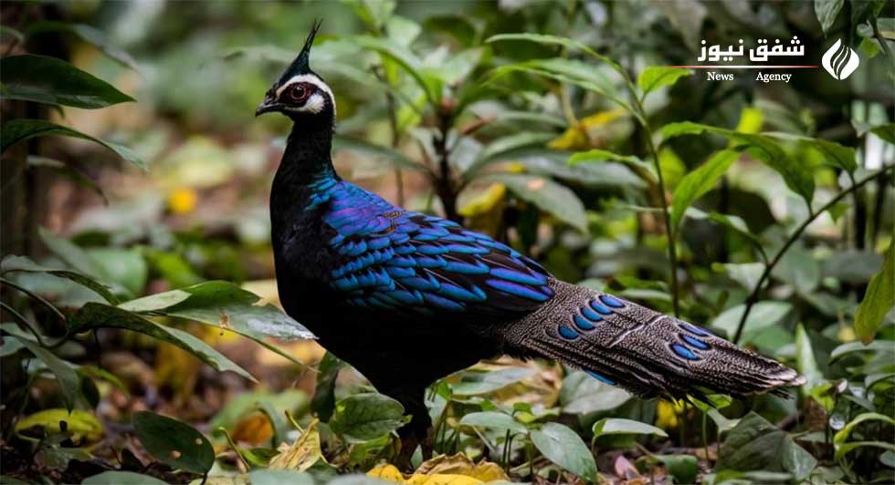 عکس Polyplectron napoleonis