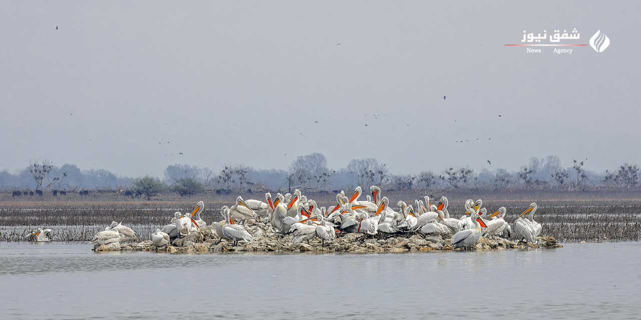 عکس Pelecanus crispus