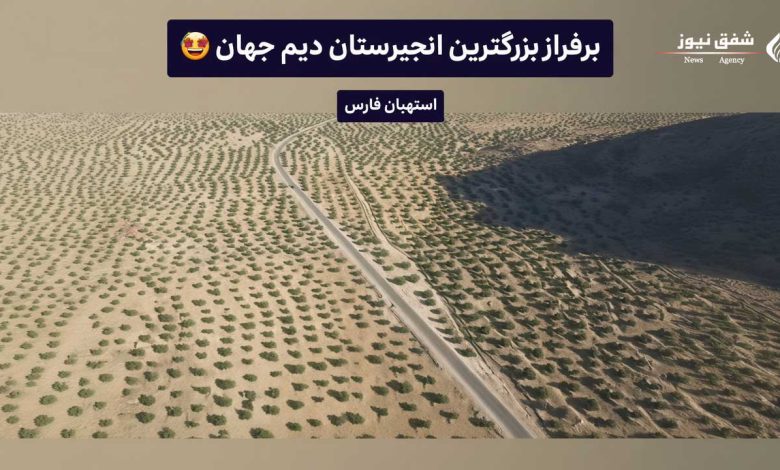 بزرگترین انجیرستان دیم جهان