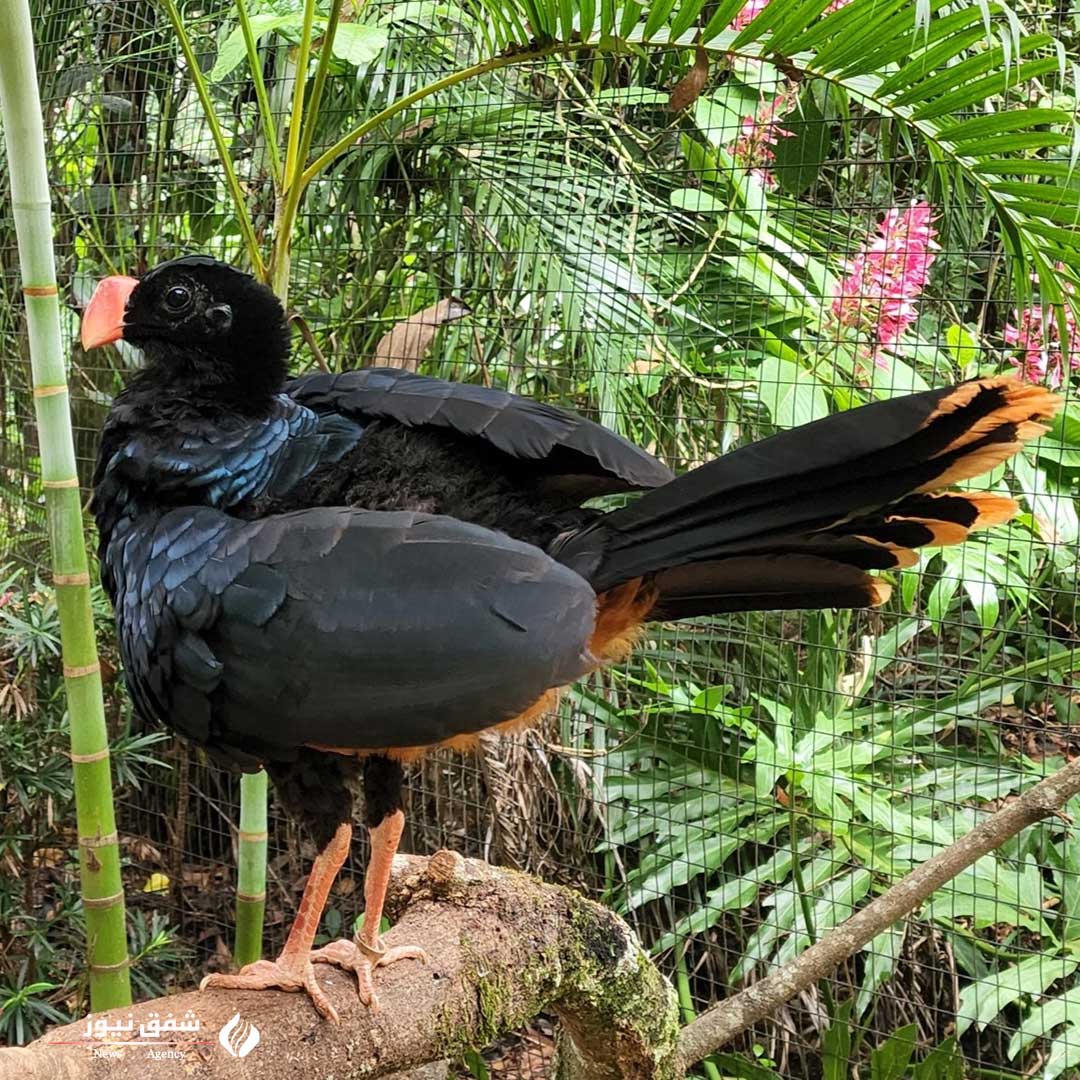 عکس Alagoas Curassow