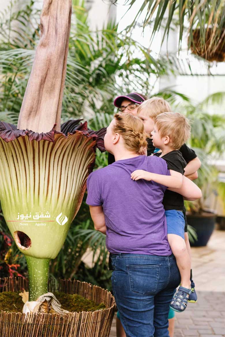 عکس Corpse Flower