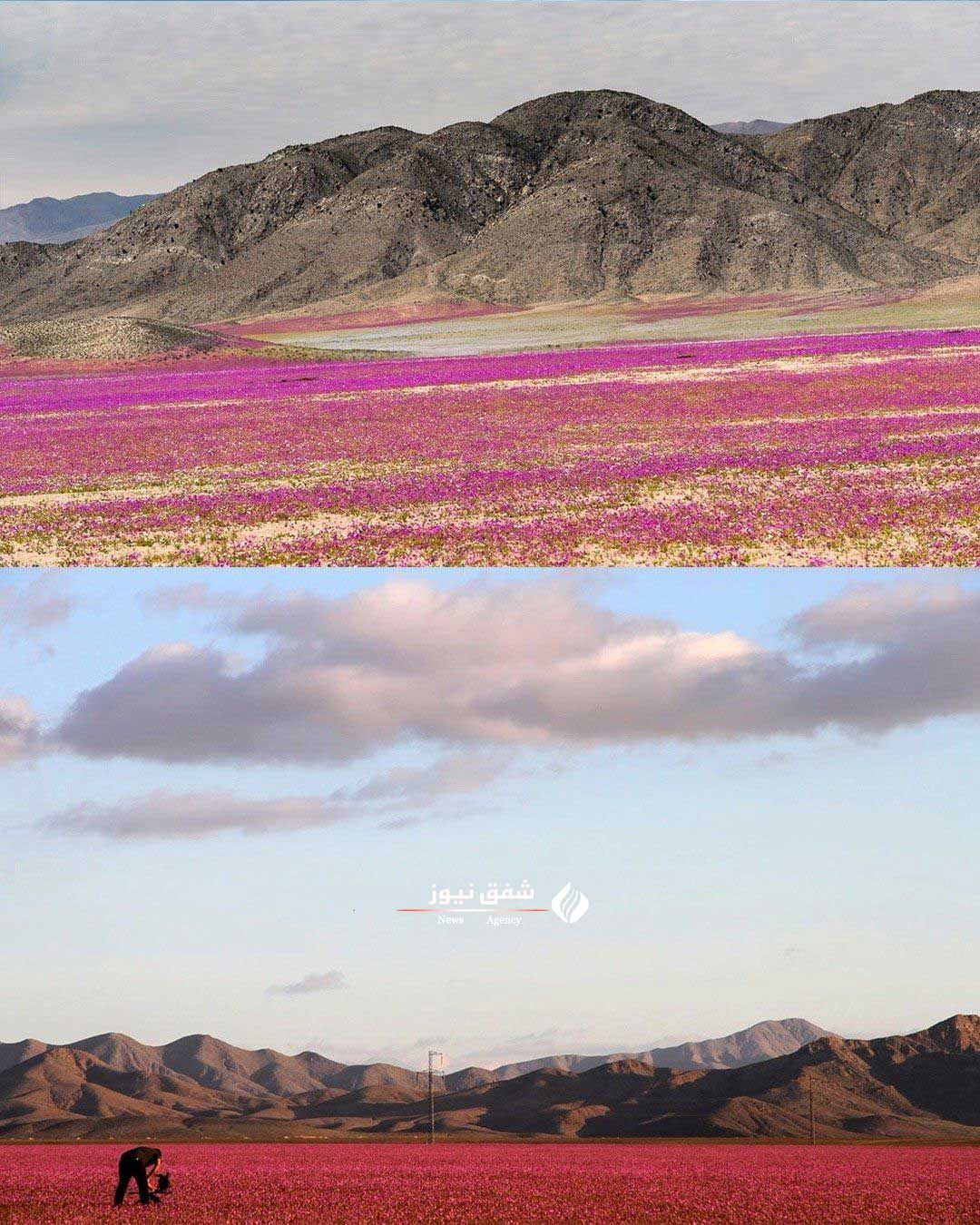 بیابان گلپوش
