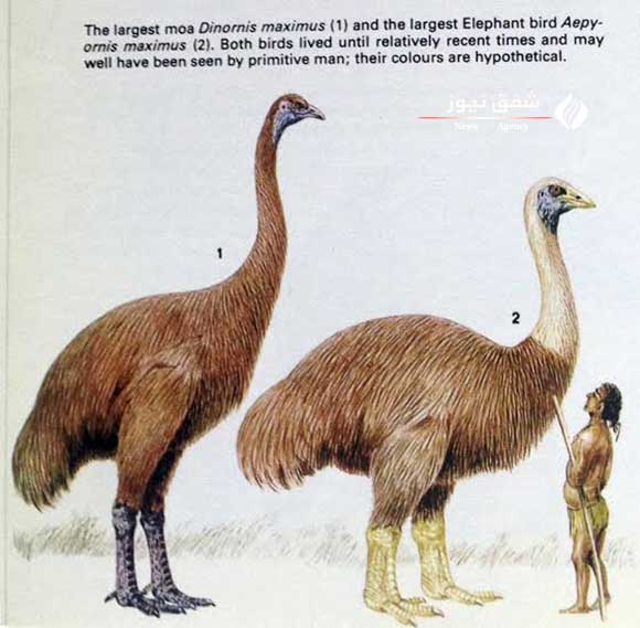 عکس Elephant bird