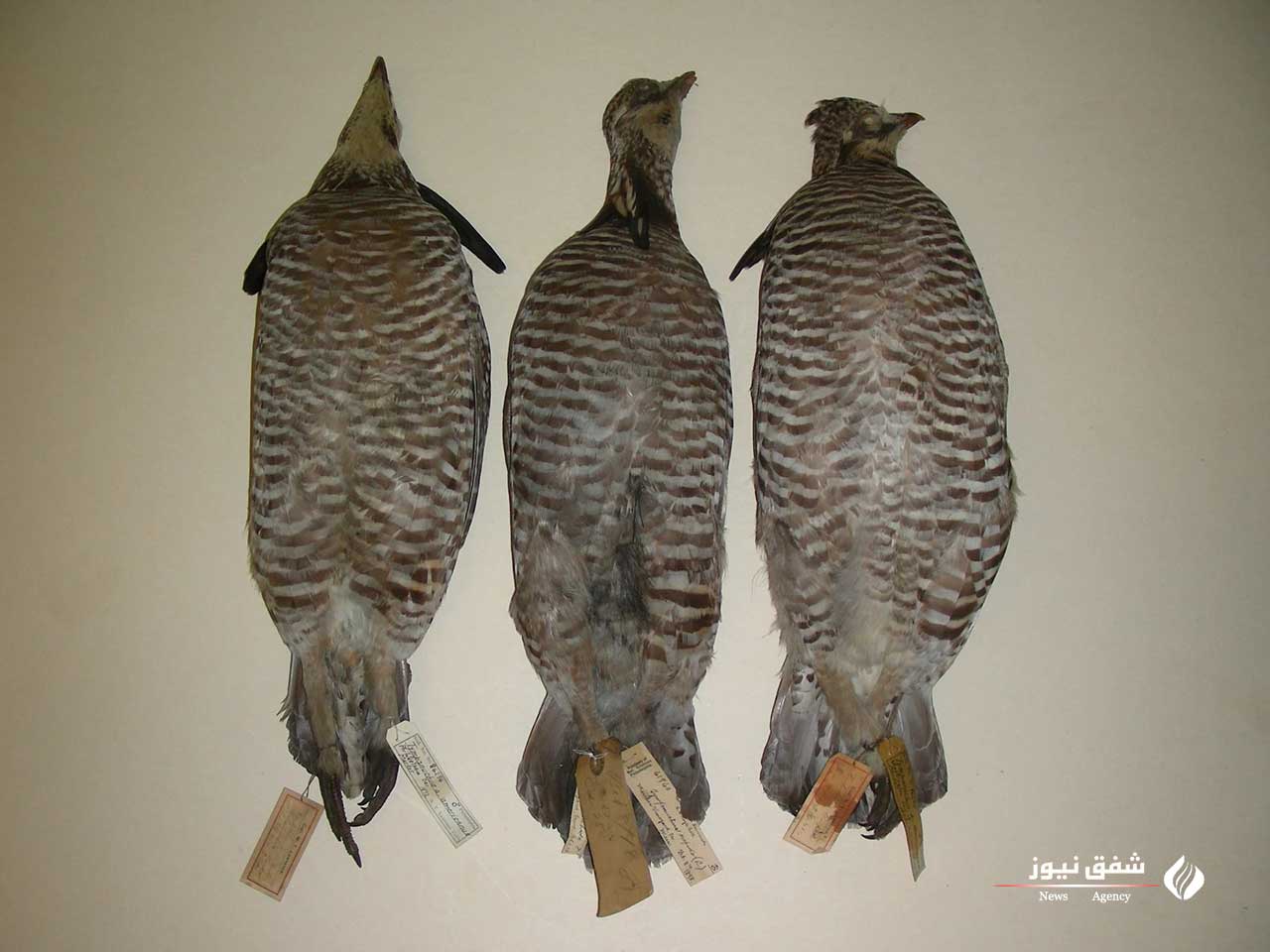 Heath Hen