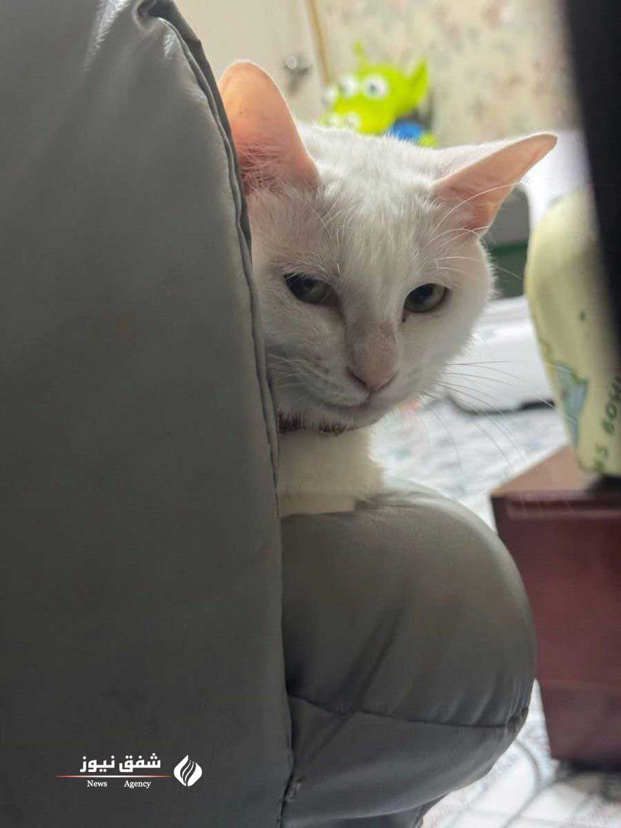 عکس گربه لاشی
