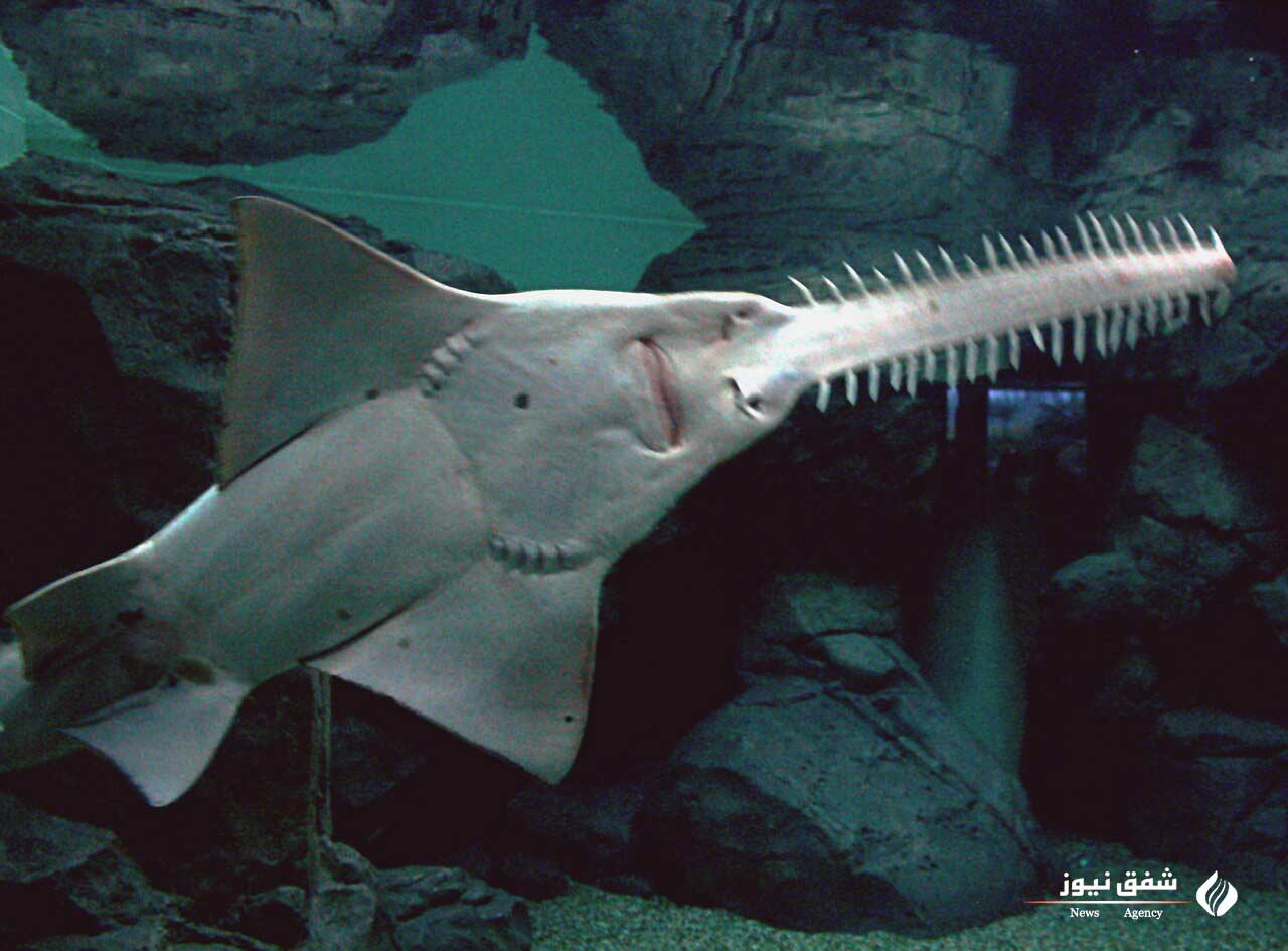 عکس Sawfish face