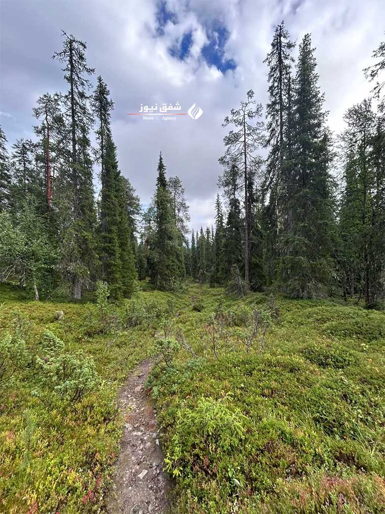 عکس Boreal Forest