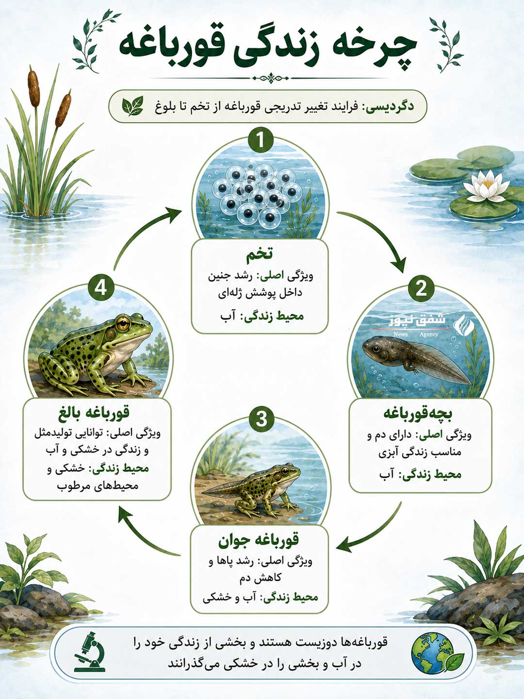 اینفوگرافی چرخه زندگی یک قورباغه