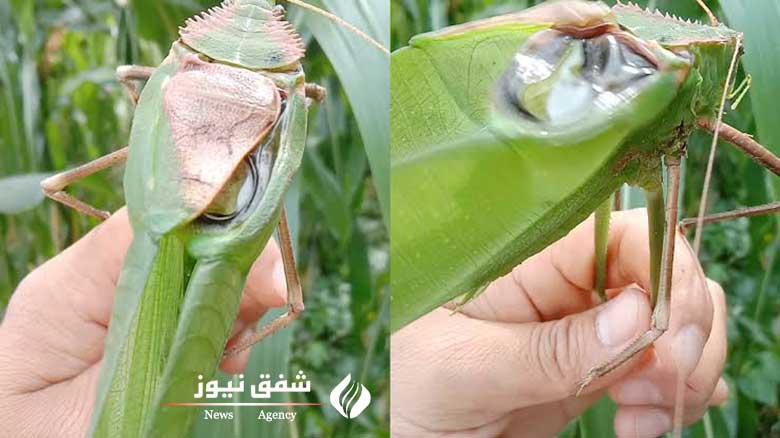 صدای جیرجیرک غولپیکر مالزیایی
