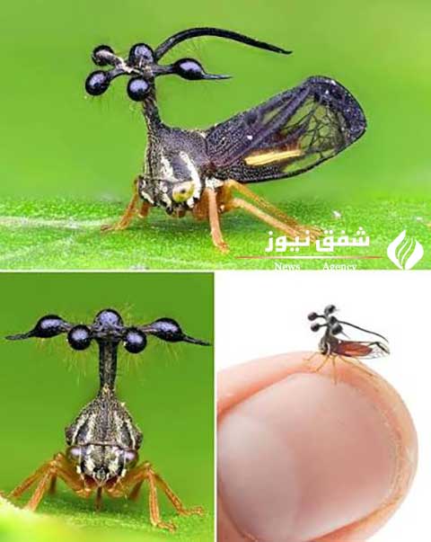 زنجرک درختی برزیلی