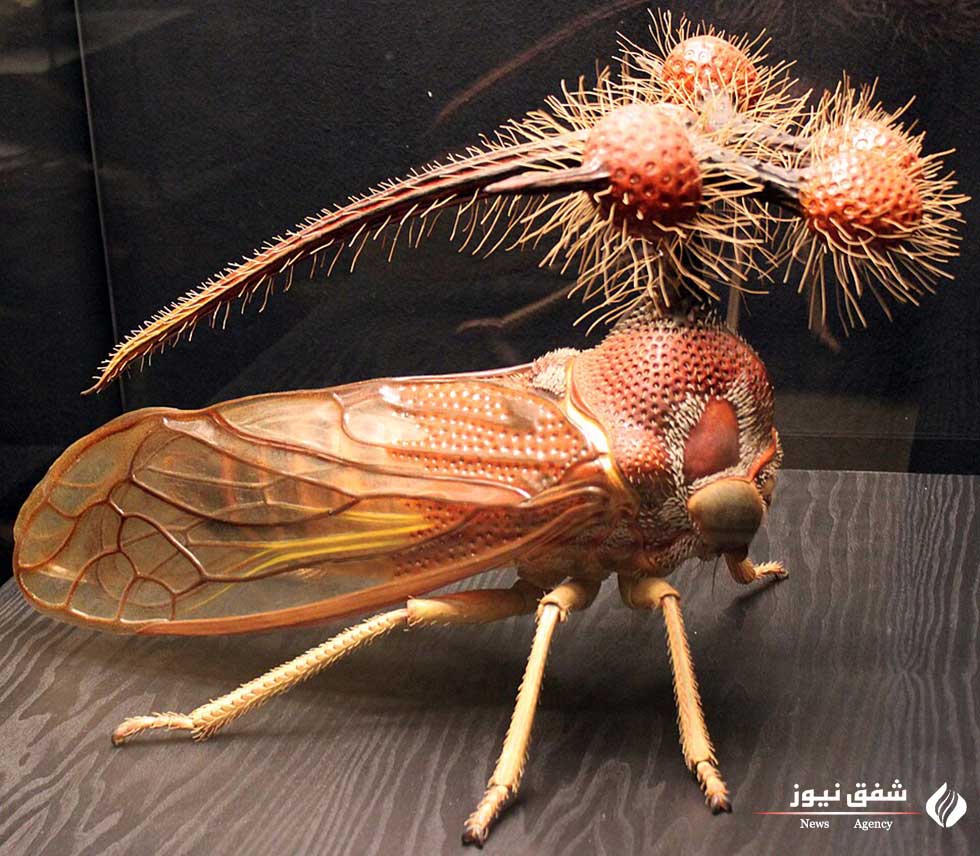 حشره globulare Bocydium