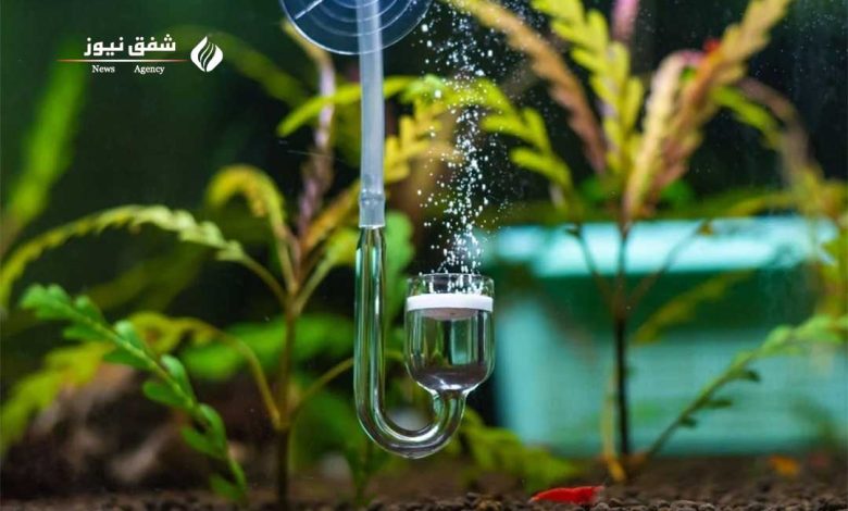 فتوسنتز گیاه آبزی