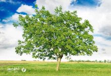 مرگ عجیب درختان گردو