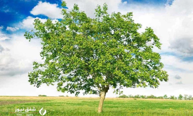 مرگ عجیب درختان گردو