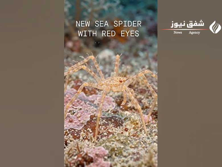 گونه Callipallene pilosuspedes