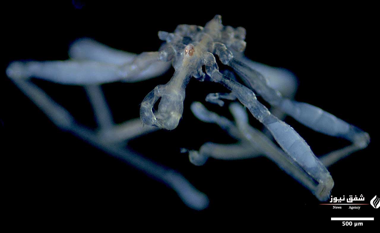 گونه Tanystylum kiixin