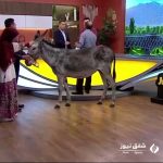 دوشیدن شیر خر