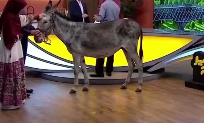 دوشیدن شیر خر